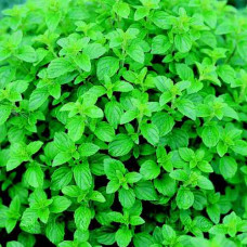 Dobromysl oregano