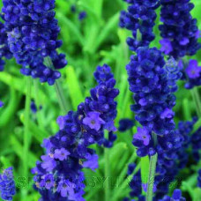 Levandule lékařská LEVANDULA MUNSTEAD BLUE