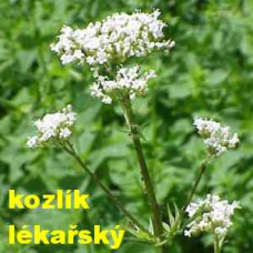 Kozlík lékařský
